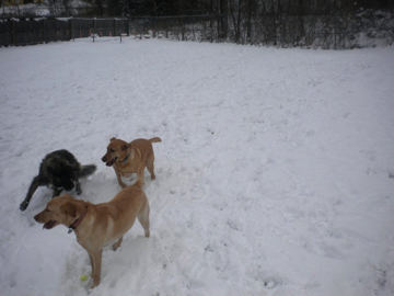 Gypsy, Angus & Apple